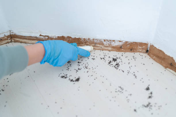 Reliable Fountain Valley, CA Pest Control Solutions